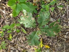 Quercus velutina