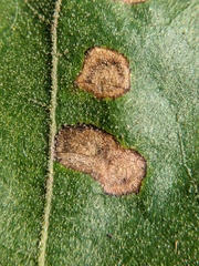 Tubakia