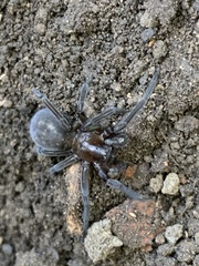 Araneae