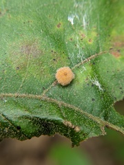 Cynipini