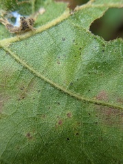 Cynipini