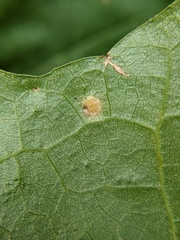Polystepha pilulae