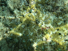 Palythoa grandiflora