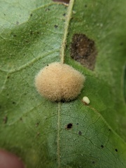 Callirhytis lanata