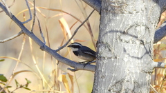 Microspingus torquatus