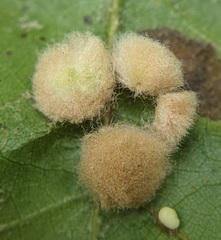 Callirhytis lanata