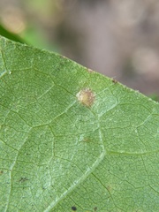 Polystepha pilulae