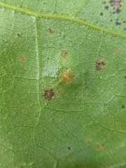 Polystepha pilulae