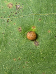 Polystepha pilulae
