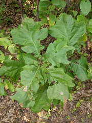 Quercus velutina