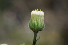 Erigeron lorentzii