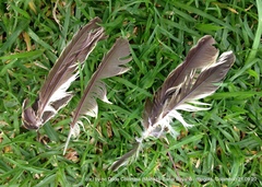 Myiodynastes luteiventris