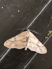 Stenoporpia pulmonaria