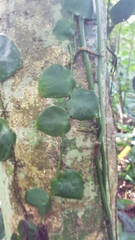 Monstera tuberculata