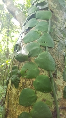 Monstera tuberculata