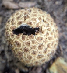 Scleroderma citrinum