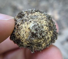 Scleroderma citrinum