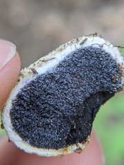 Scleroderma citrinum
