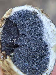 Scleroderma citrinum