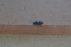 Chlorophorus glabromaculatus glaucus