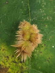 Callirhytis furva