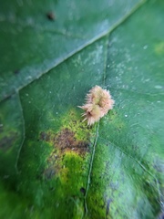Callirhytis furva