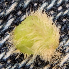 Callirhytis furva