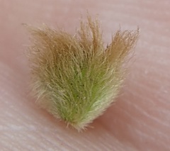 Callirhytis furva