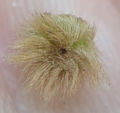 Callirhytis furva