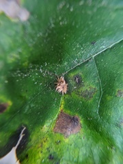 Callirhytis furva