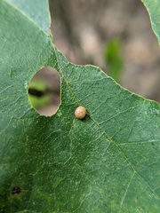 Polystepha pilulae