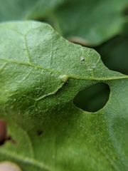 Polystepha pilulae