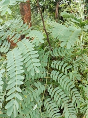 Albizia kalkora