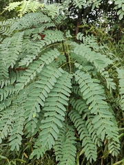 Albizia kalkora
