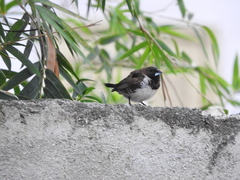 Spermestes cucullata