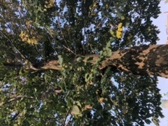 Magnoliopsida