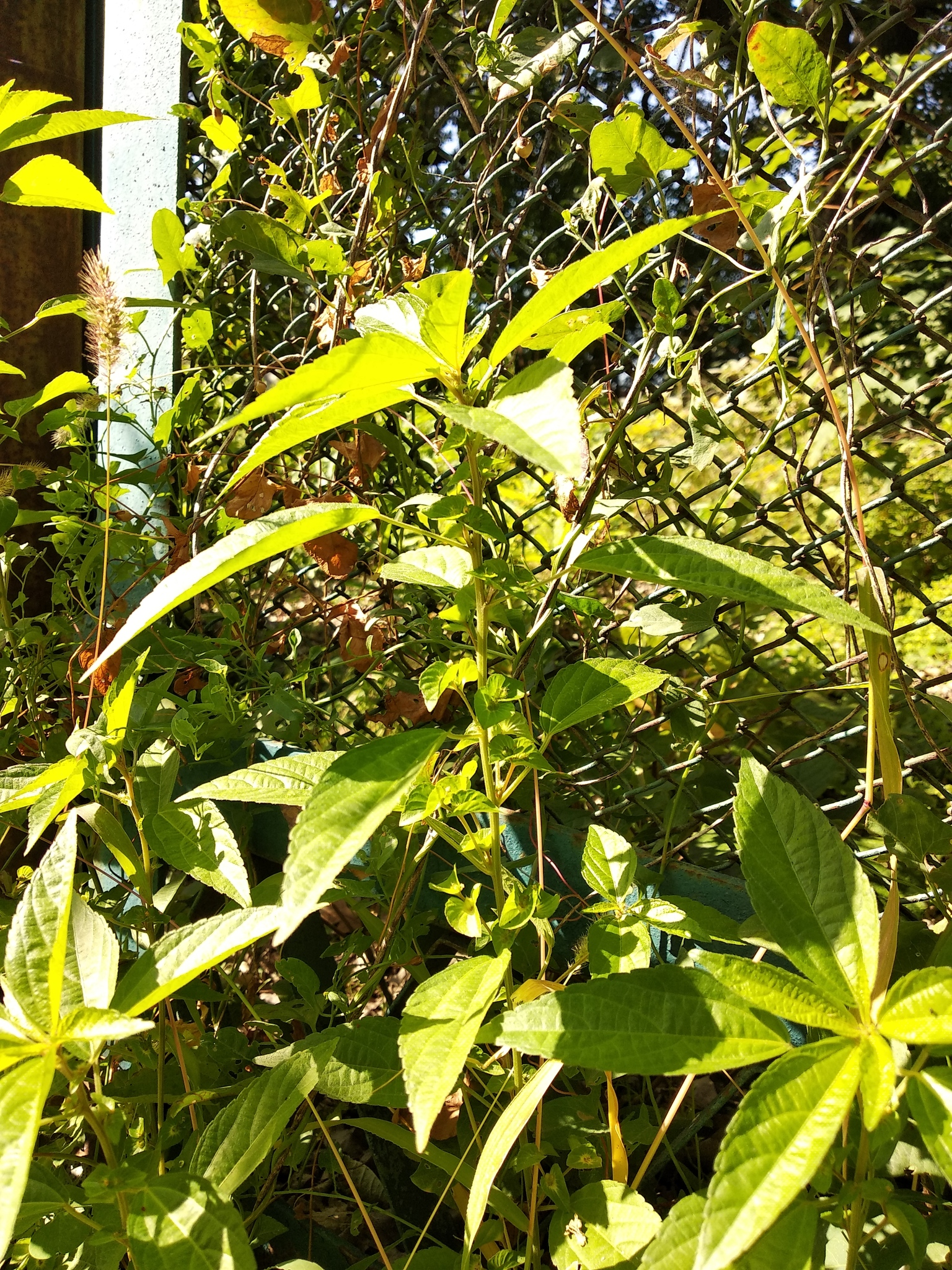 Acalypha australis L. 4