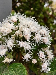Ageratina pichinchensis