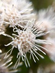 Ageratina pichinchensis