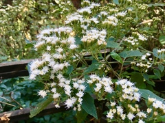 Ageratina pichinchensis