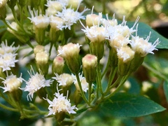 Ageratina pichinchensis