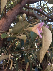 Lagunaria