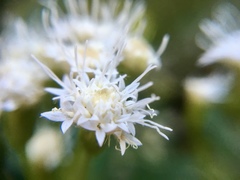 Ageratina pichinchensis