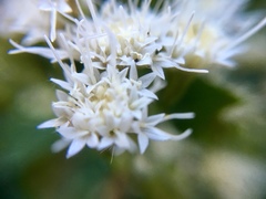 Ageratina pichinchensis