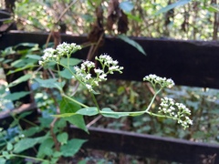 Valeriana clematitis