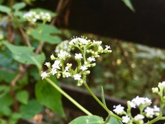 Valeriana clematitis