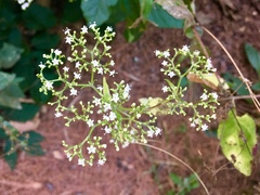 Valeriana clematitis