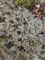 Cladonia amaurocraea