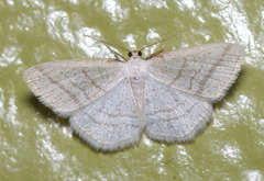 Protitame subalbaria