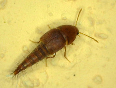 Sepedophilus nigripennis
